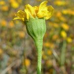 Lasthenia glabrata Flower