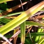 Carex pseudocyperus Leaf