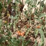 Solanum villosum 叶