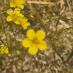 Linum volkensii