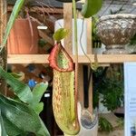 Nepenthes mirabilis Hostoa