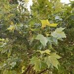 Platanus occidentalis叶