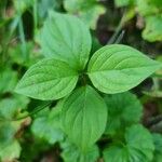 Cornus sanguineaLapas