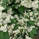 Cotoneaster multiflorus Levél