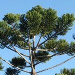 Araucaria cunninghamii Vivejo