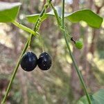 Passiflora suberosa Meyve