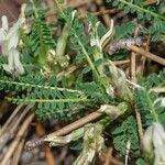 Astragalus greuteri Λουλούδι