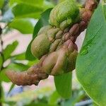 Magnolia sprengeri Fruit