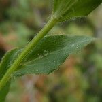 Campanula precatoria Leaf