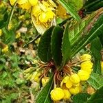 Berberis julianae പുഷ്പം