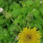 Sonchus asperFlor