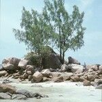 Casuarina equisetifolia عادت داشتن