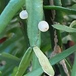 Rhipsalis micrantha Fruit