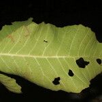 Curatella americana Fuelha