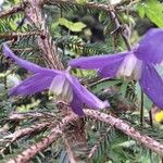 Clematis alpinaFloare