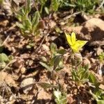 Helianthemum salicifolium Цвят