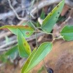 Smilax asperaFolha