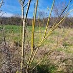 Salix viminalis Corteza