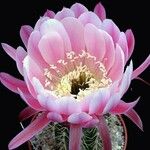 Echinopsis spp. Flor