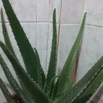 Aloe vera Blatt