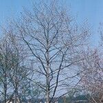 Platanus x hispanica 形態