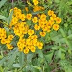 Tagetes lucida പുഷ്പം