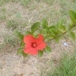 Hibiscus martianus Лист