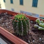 Euphorbia horrida ᱪᱷᱟᱹᱞᱤ