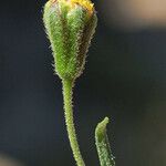 Schkuhria multiflora ফুল
