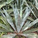 Agave sisalana Leaf