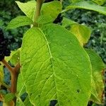 Phytolacca acinosa Blatt