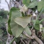 Araujia sericiferaFlower