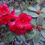 Rhododendron beanianum Blüte