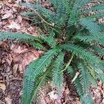 Blechnum spicantLevél