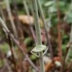 Clinopodium serpyllifolium Kabuk