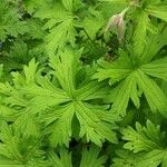 Geranium platypetalum Leaf