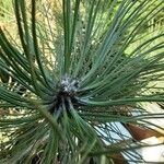 Pinus nigra Blad