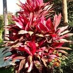 Cordyline fruticosaΣυνήθη χαρακτηριστικά