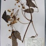 Clematis buchananiana Otro