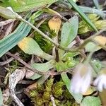 Draba verna Lapas