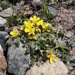 Morisia monanthos Hábito