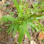 Polygala polygama Frunză