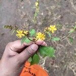 Triumfetta rhomboidea Flower