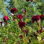 Celosia argenteaFlower