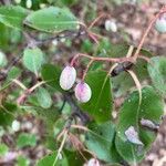 Viburnum rufidulum Fruto