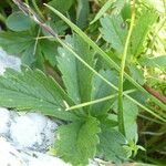 Potentilla pyrenaica Leaf