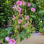 Diascia rigescens Květ