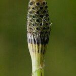 Equisetum × moorei Plod