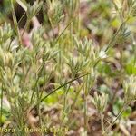 Minuartia glomerata Habit