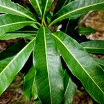 Buchanania arborescens List